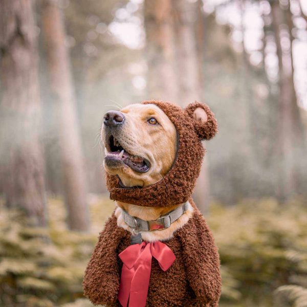 Teddy Bear Dog Costume Sale