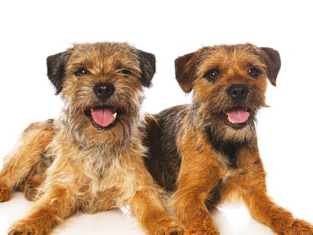 Border Terrier Modern Calendar 2024 Online