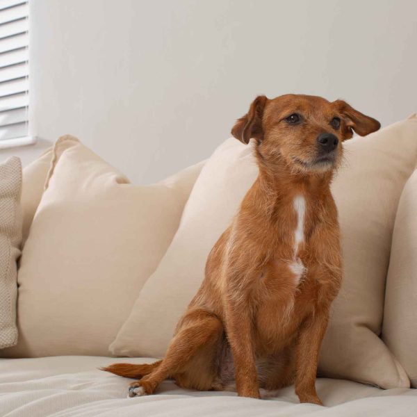 Sofa Topper in Savanna Bone by Lords & Labradors For Cheap