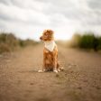 Bandana in Savanna Bone by Lords & Labradors Discount