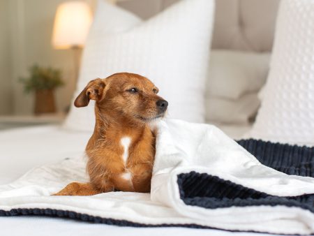 Dog & Puppy Blanket in Navy Essentials Plush by Lords & Labradors on Sale