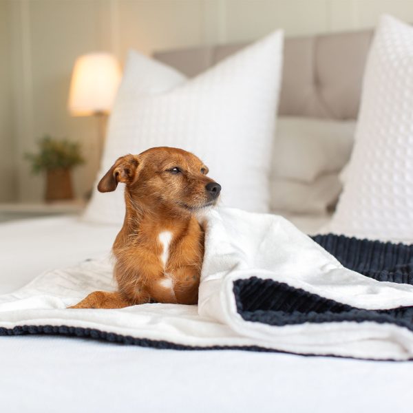 Dog & Puppy Blanket in Navy Essentials Plush by Lords & Labradors on Sale