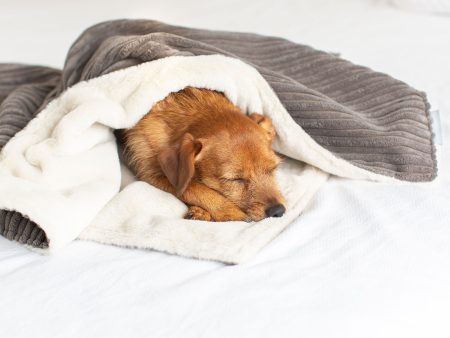 Dog & Puppy Blanket in Dark Grey Essentials Plush by Lords & Labradors Cheap