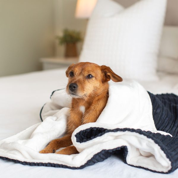 Dog & Puppy Blanket in Navy Essentials Plush by Lords & Labradors on Sale