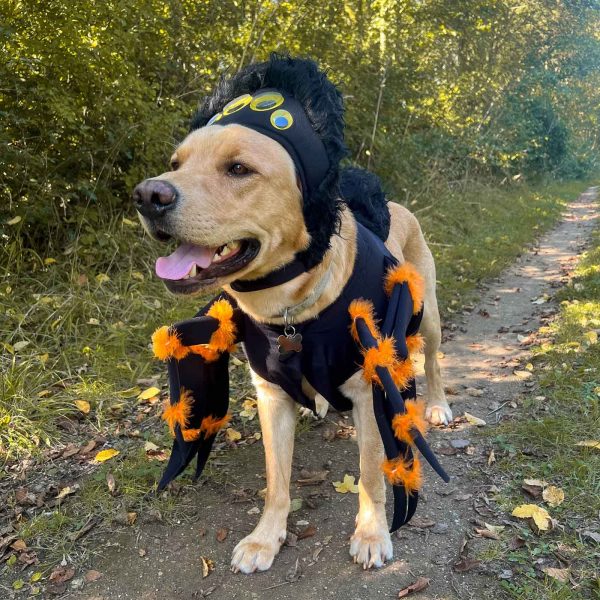 Spider Dog Costume Online Hot Sale